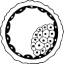 BLASTOCYST CULTURE