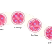 ब्लास्टोसिस्ट ट्रांसफर क्या है?