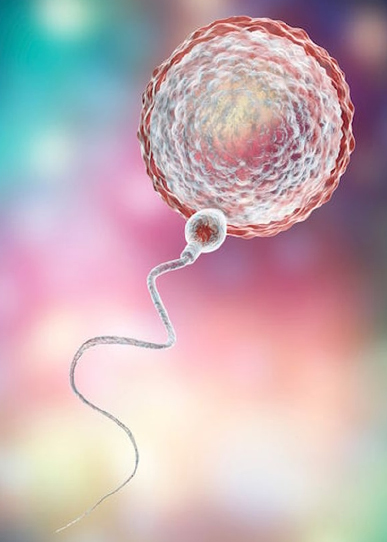 Egg Donation