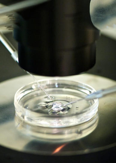 In Vitro Fertilization (IVF)
